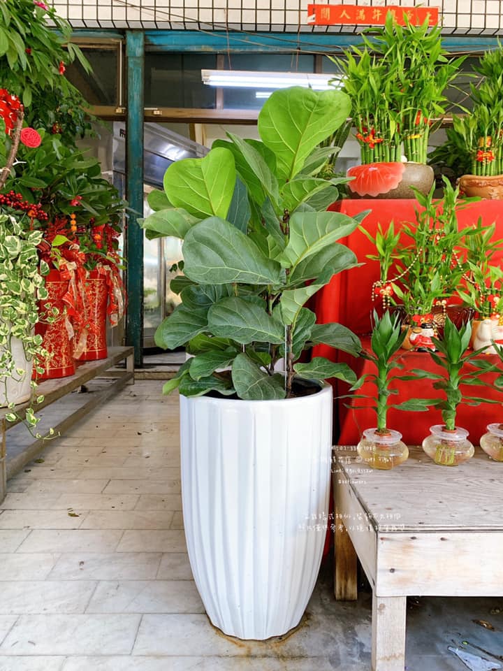 Fiddle-leaf fig