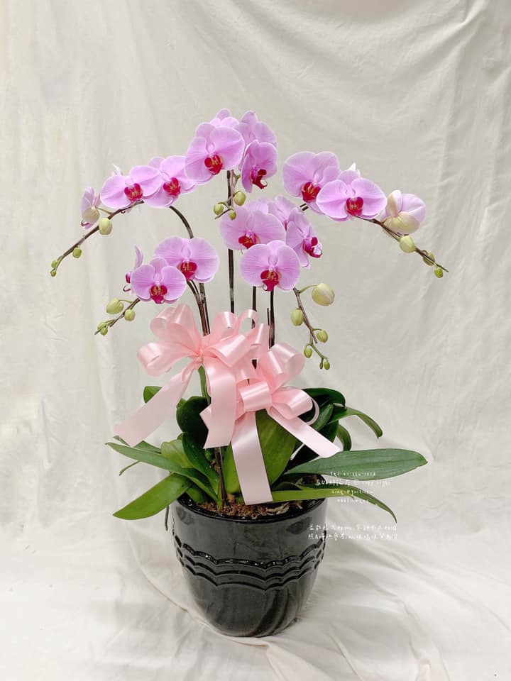 Orchid – 5 (Tabletop, Light Pink)