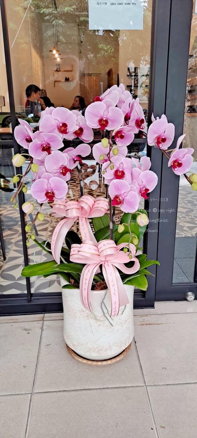 Orchid – 5 (Floor Standing, Light Pink)