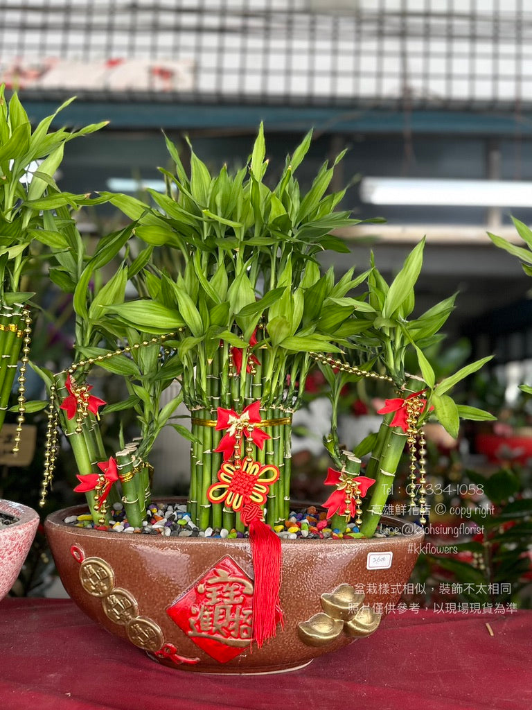 Lucky Bamboo - Large