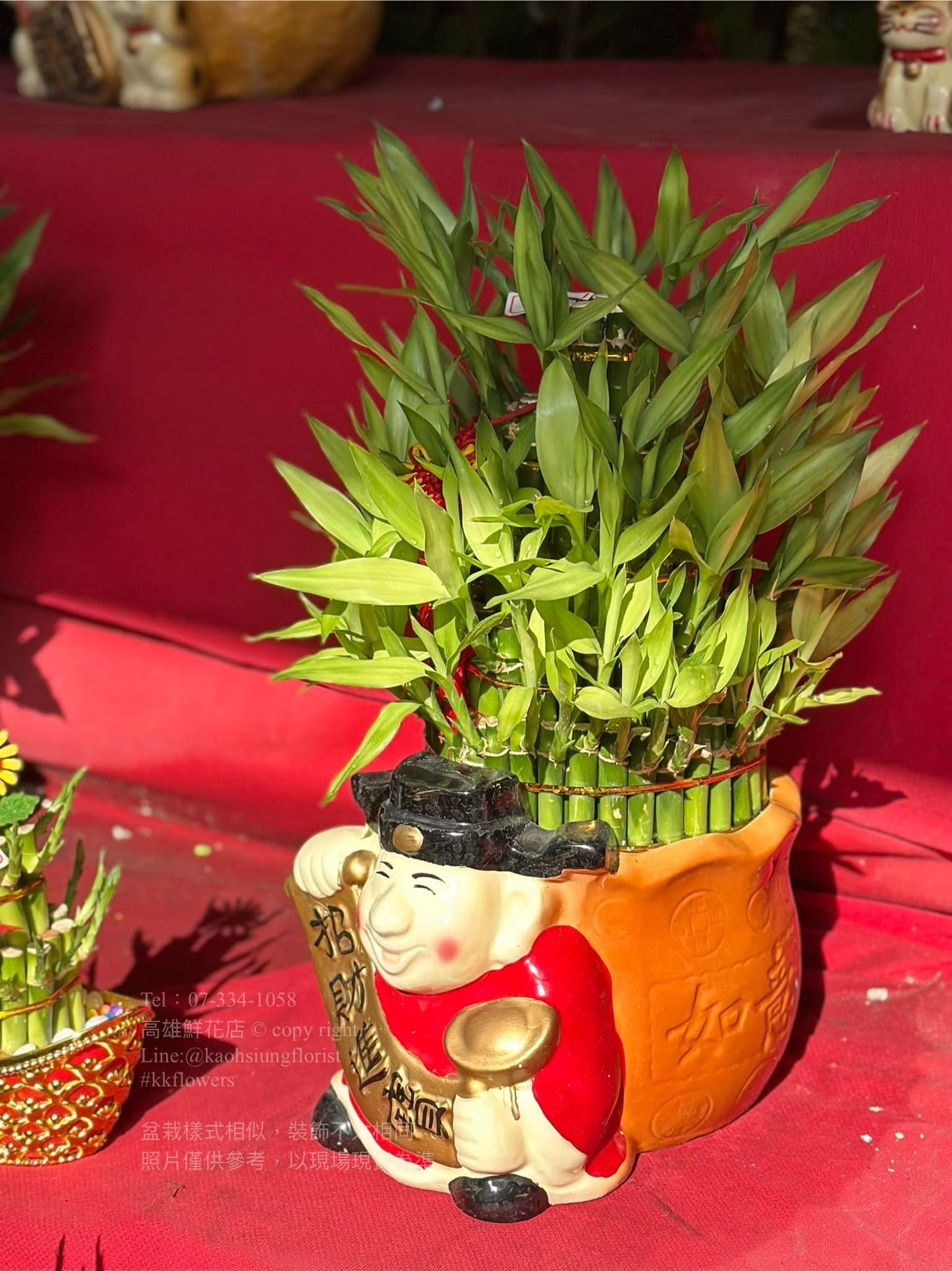 Lucky Bamboo - Medium