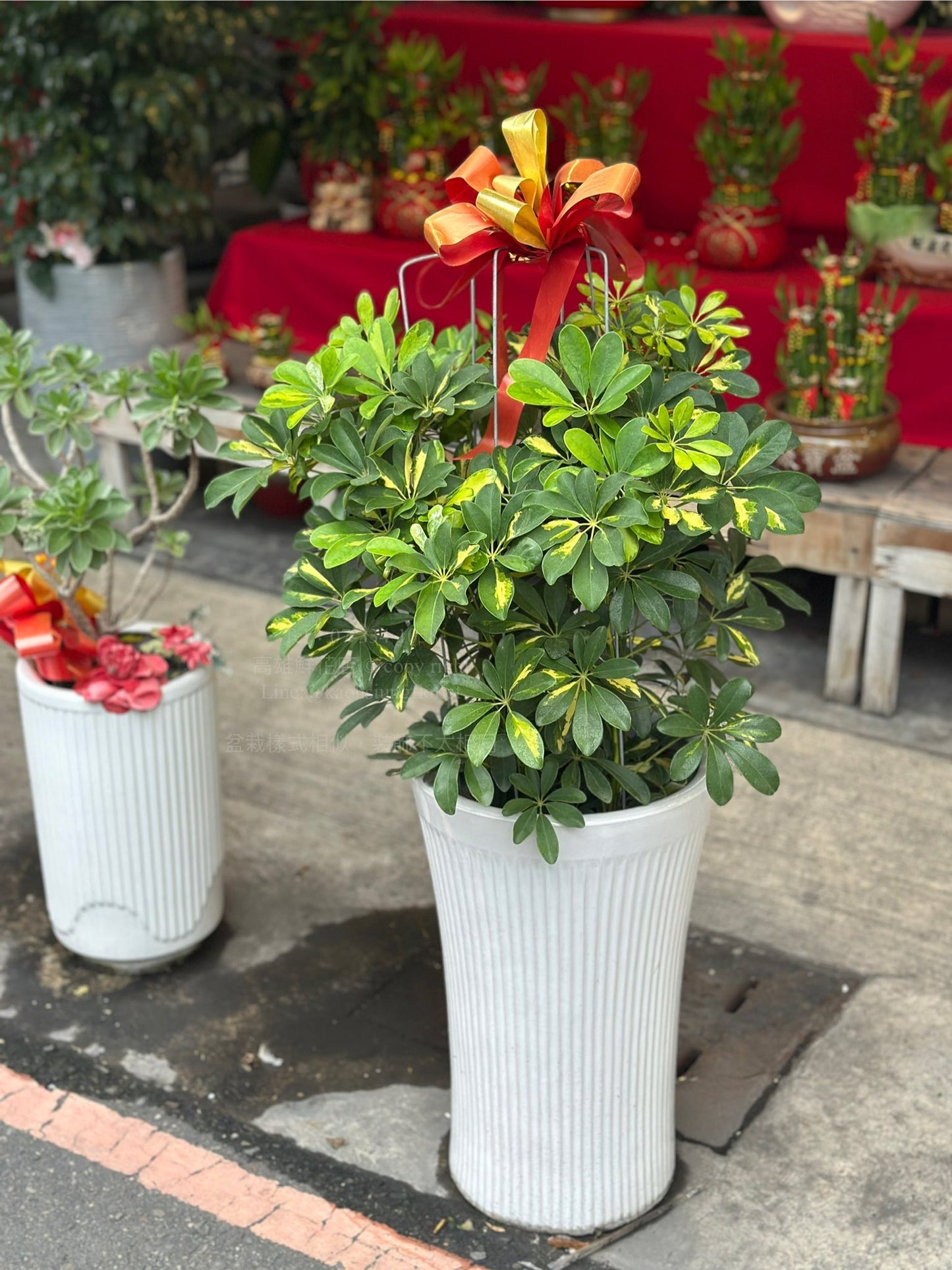 Dwarf umbrella tree