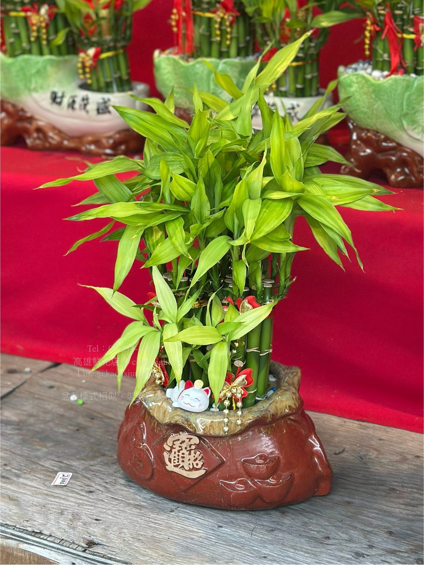 Lucky Bamboo - Medium