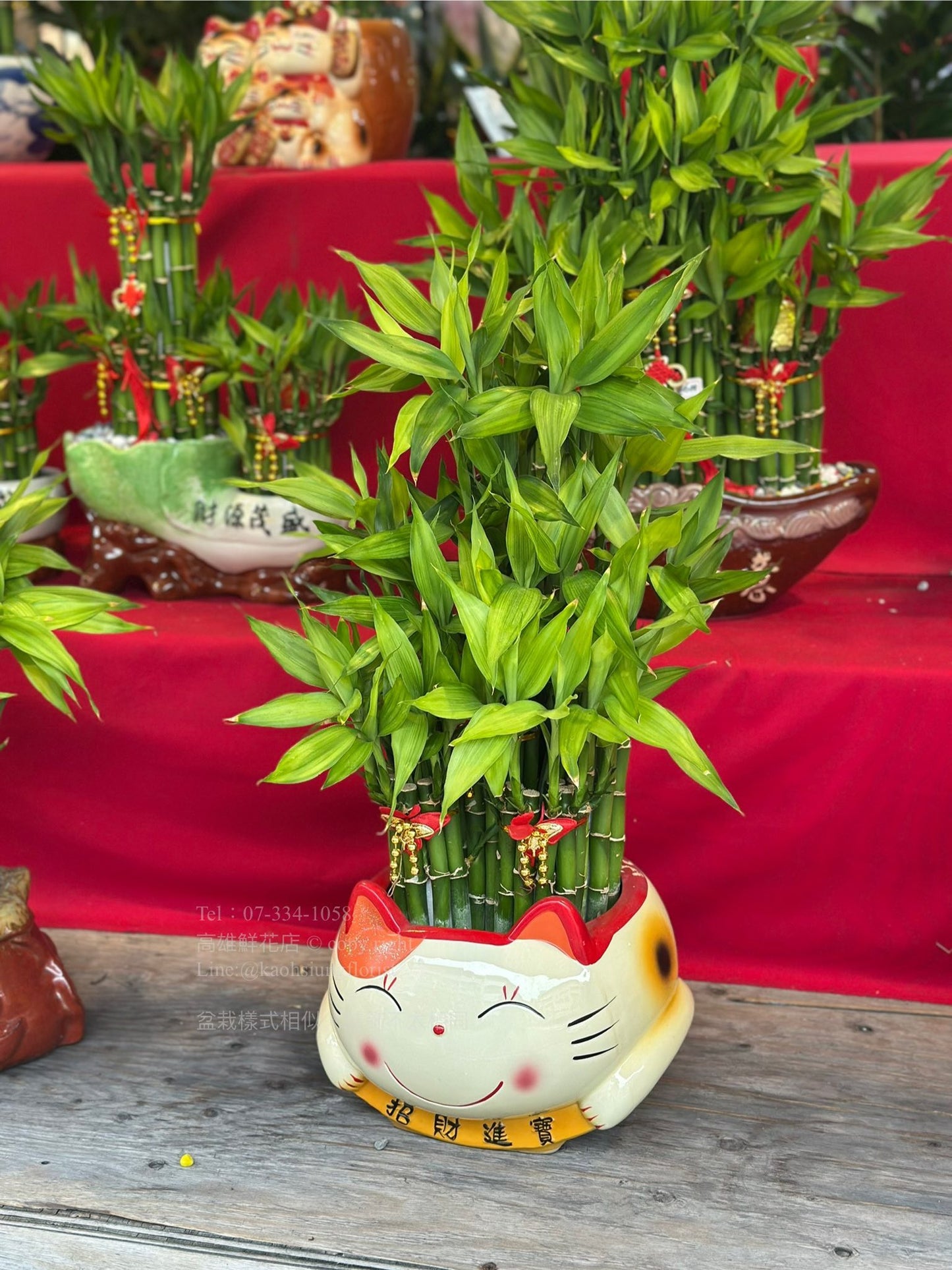 Lucky Bamboo - Medium Fortune Cat