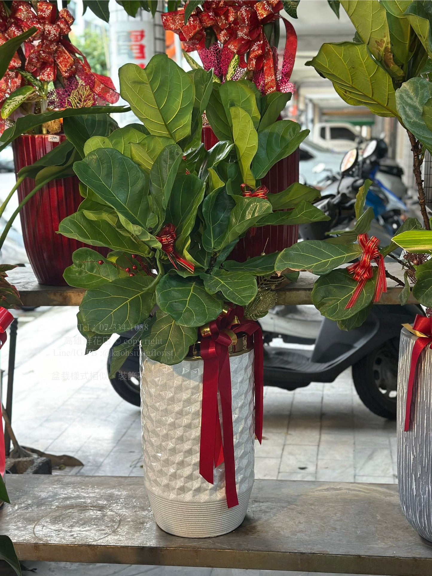 Fiddle-leaf fig