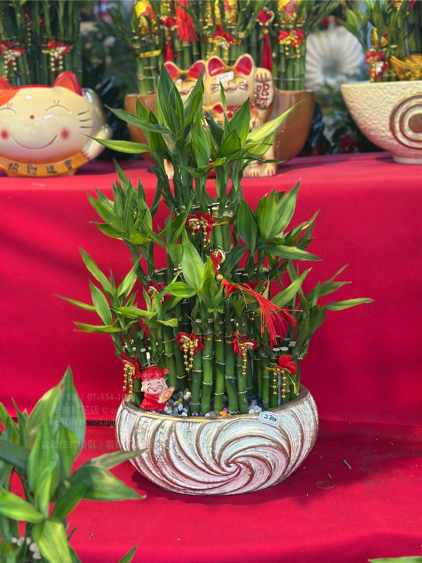 Lucky Bamboo - Medium White Pot