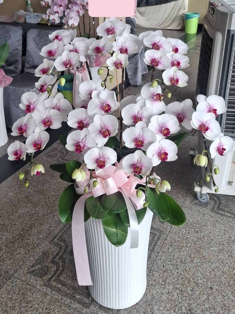 Orchid – 5 (Floor Standing, White)