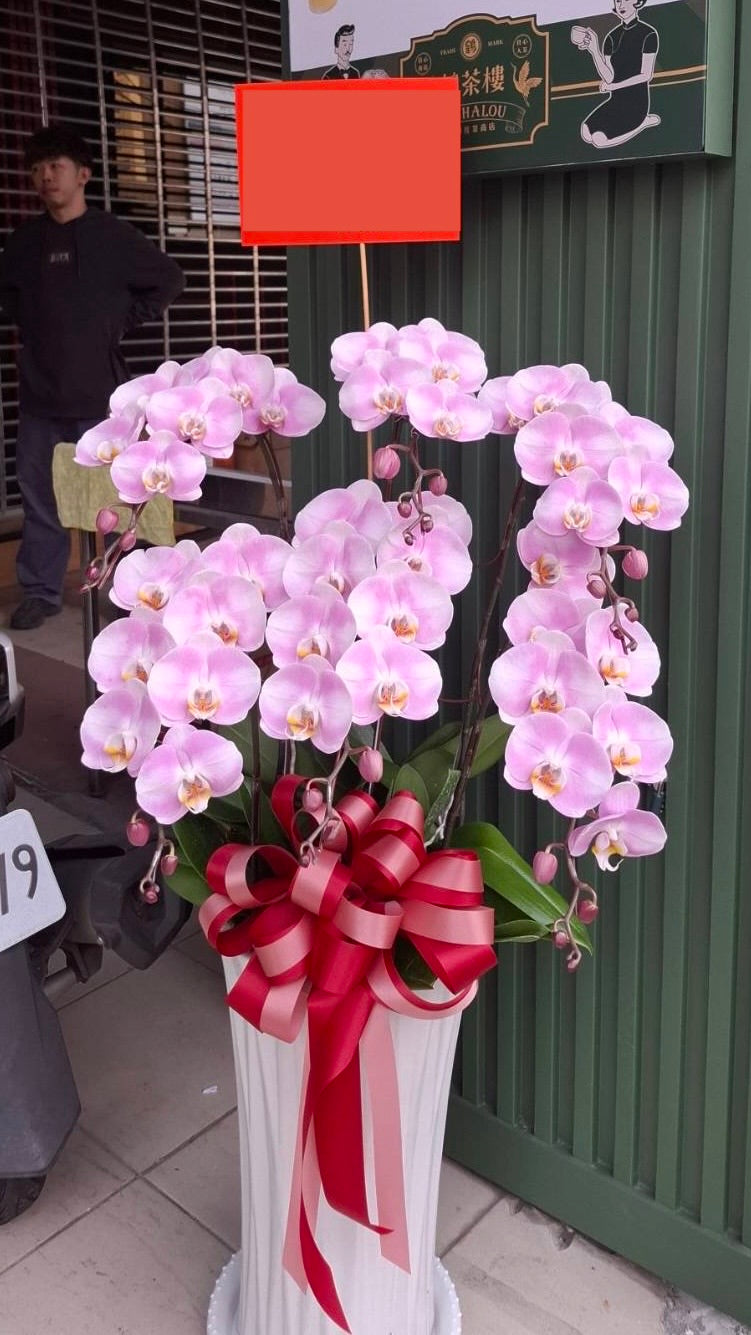 Orchid – 6 (Floor Standing, Light Pink)