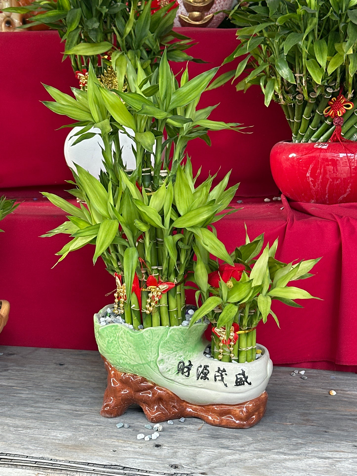 Lucky Bamboo - Medium
