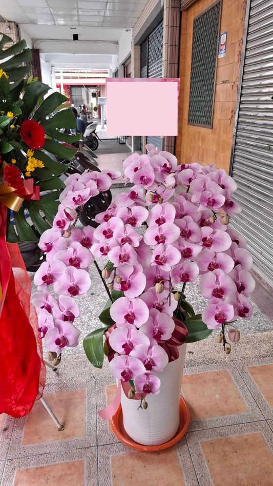 Orchid – 8 (Floor Standing, Light Pink)