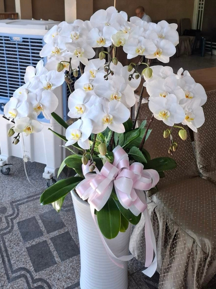 Orchid – 5 (Floor Standing, White)