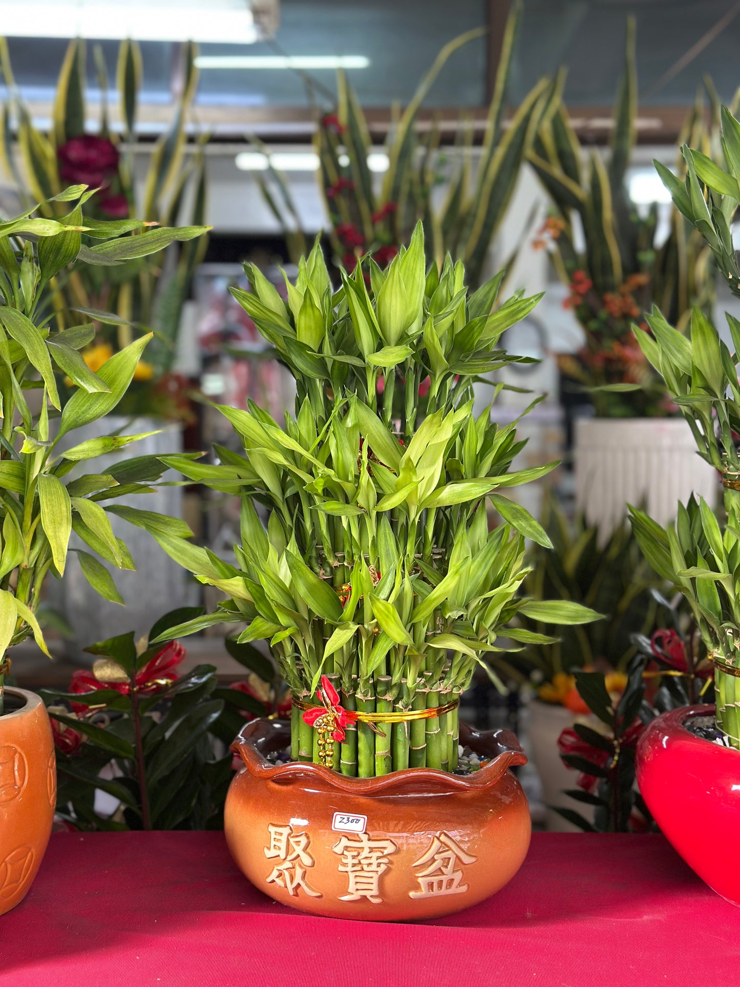 Lucky Bamboo - Medium Treasure Basin