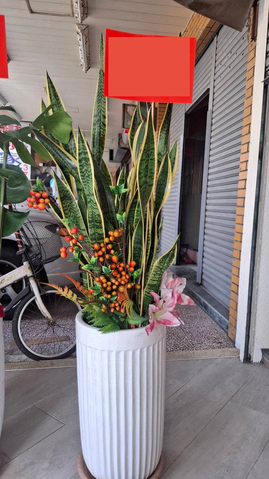 Snake Plant - Black Pot