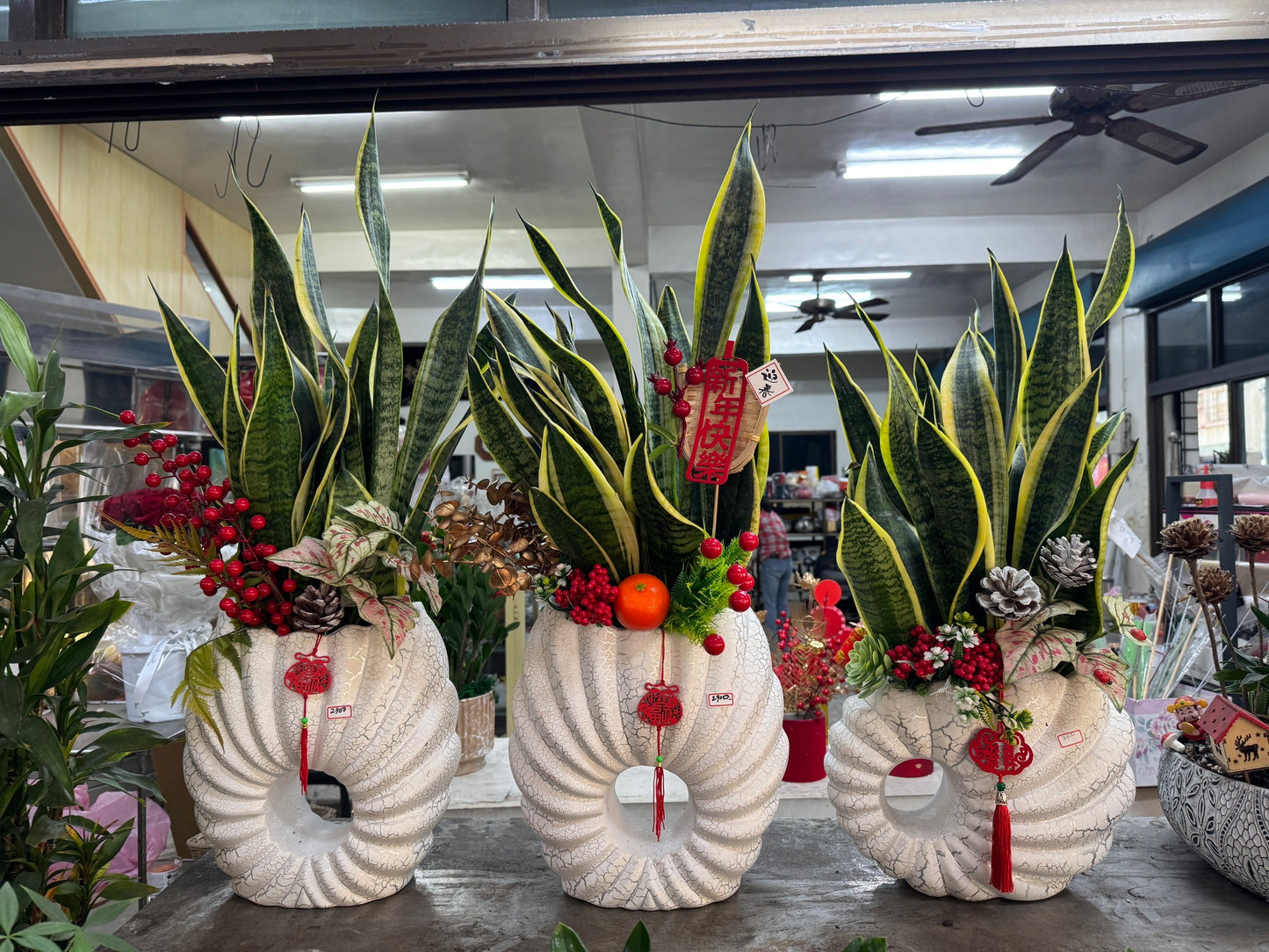 Snake Plant - White Pot