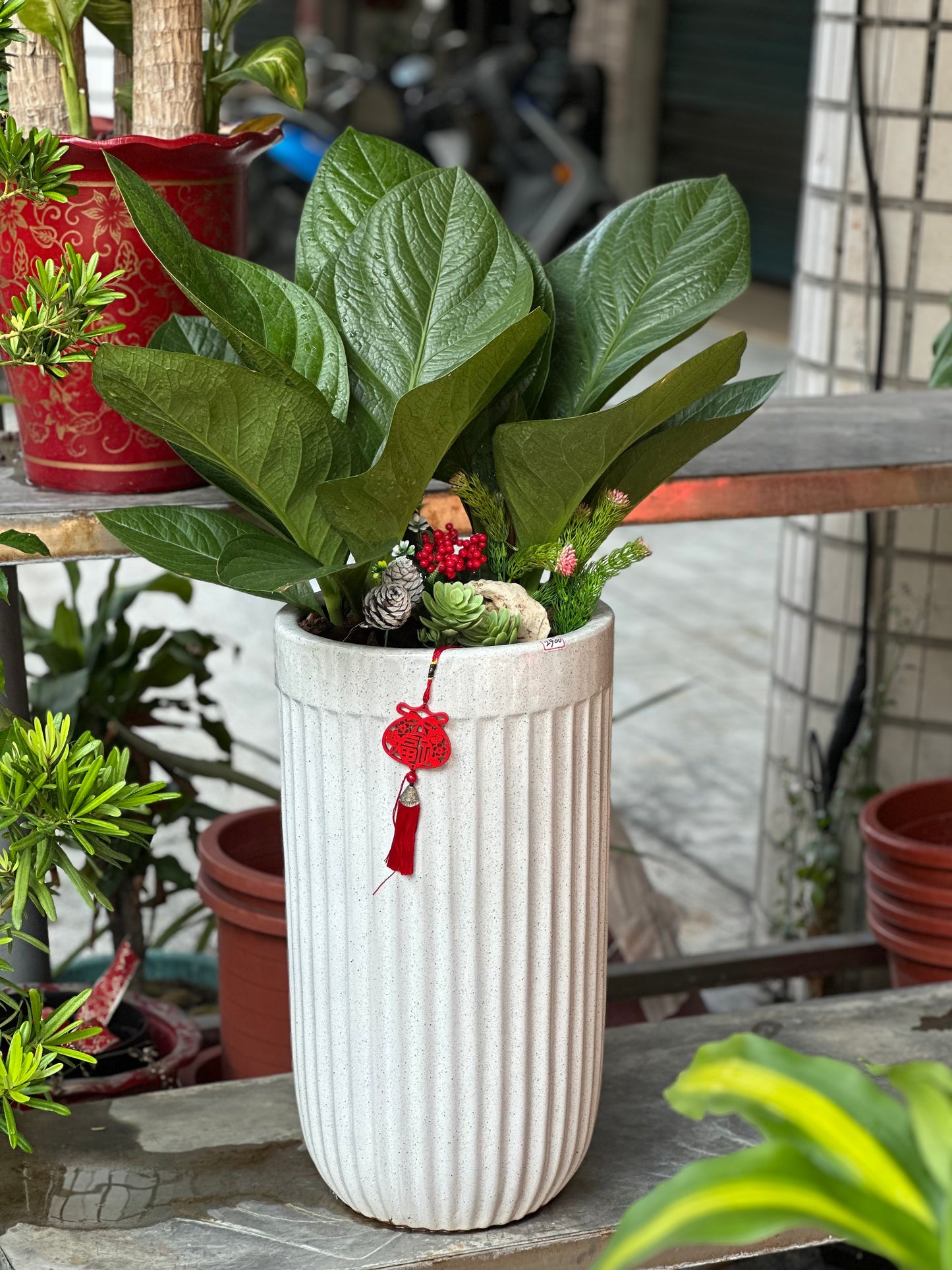 Anthurium