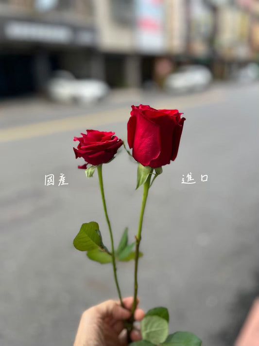 台灣玫瑰與進口玫瑰大小比較