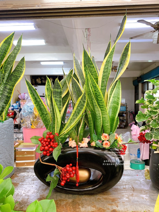 桌上型虎皮蘭 - 黑盆