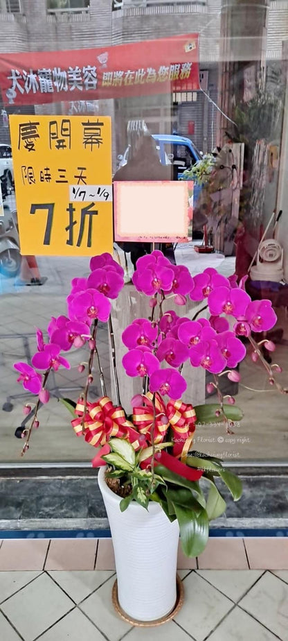蘭花六株落地款 - 桃紅色