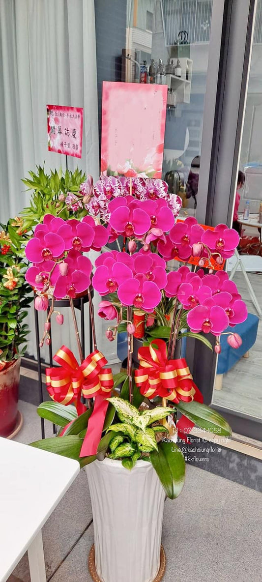 蘭花五株落地款 - 桃紅色