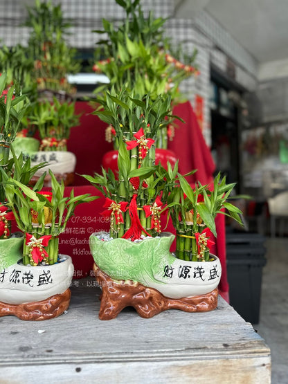 開運竹 - 中型財源茂盛