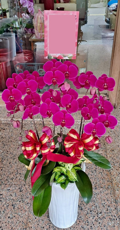 蘭花六株落地款 - 桃紅色