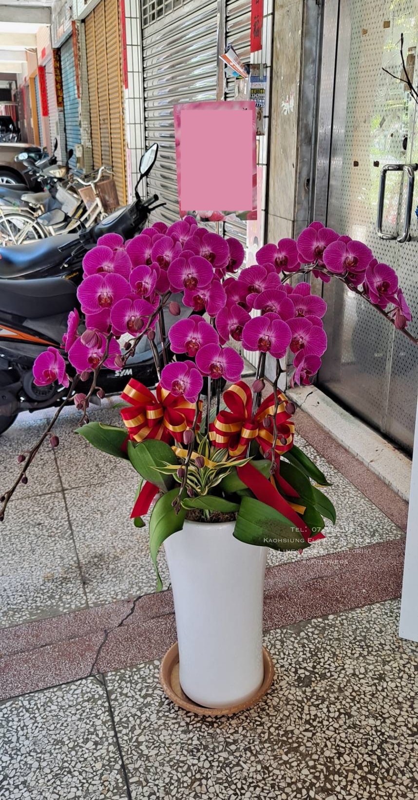蘭花五株落地款 - 桃紅色