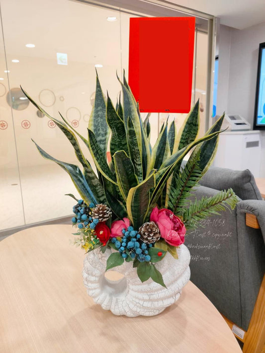Snake Plant - White Pot