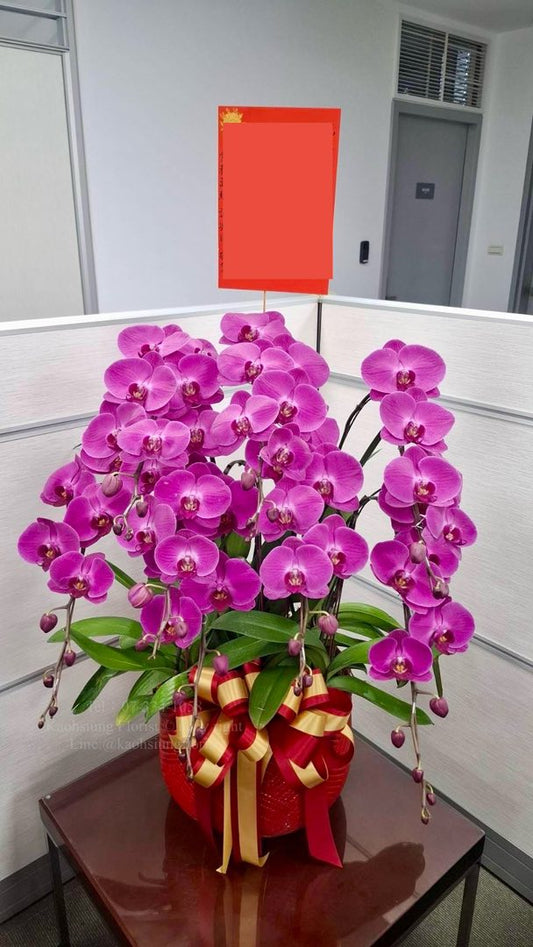 蘭花八株桌上型 - 桃紅色