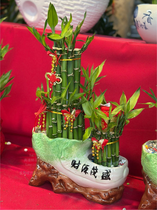 開運竹 - 中型財源茂盛