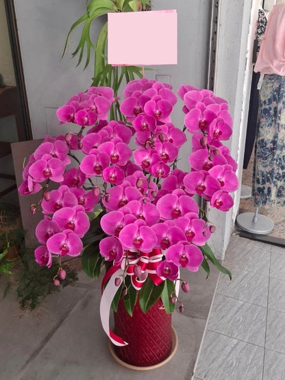 Orchid – 10 (Floor Standing,  Pink)