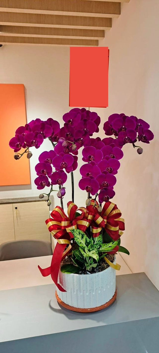 蘭花五株桌上型 - 桃紅色