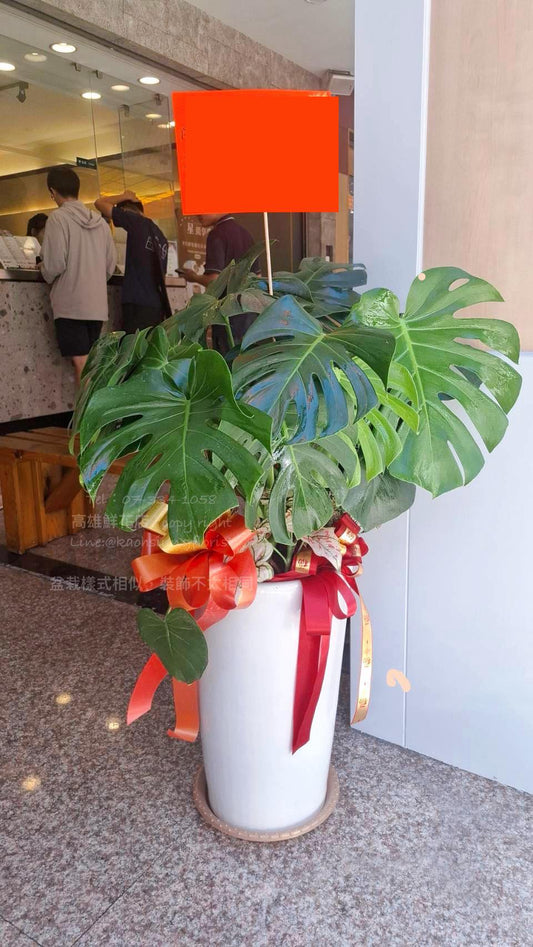 落地款龜背芋