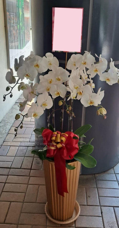 蘭花五株落地款 - 白色