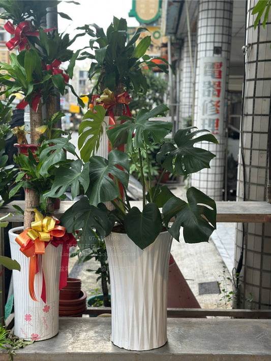 落地款龜背芋