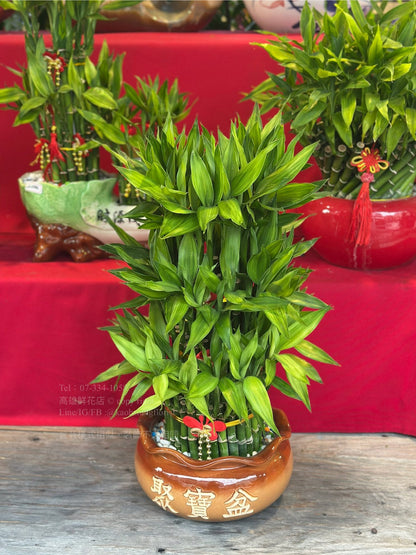 Lucky Bamboo - Medium Treasure Basin