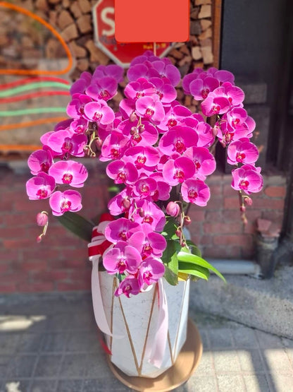 Orchid – 7 (Floor Standing,  Pink)