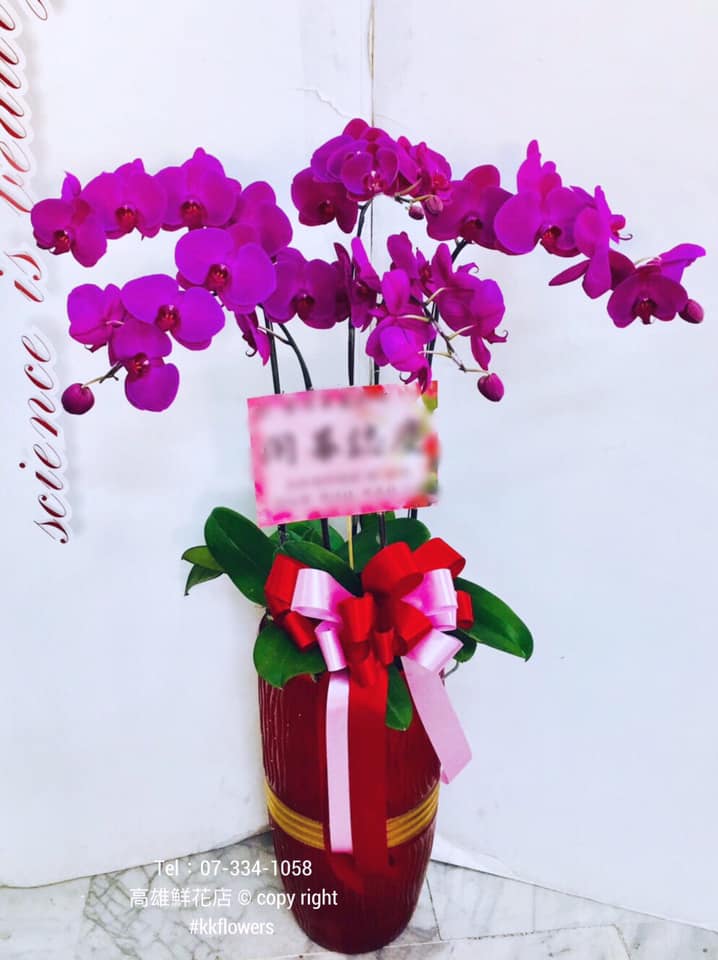 蘭花五株落地款 - 桃紅色