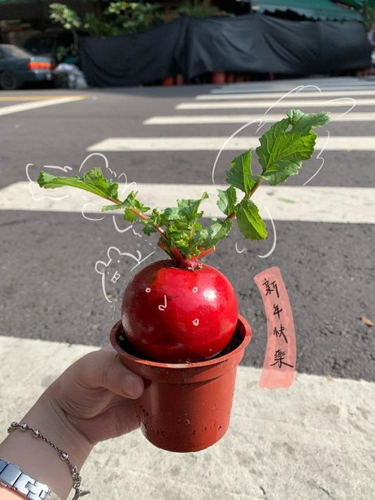 新年花禮 - 好彩頭小蘿蔔