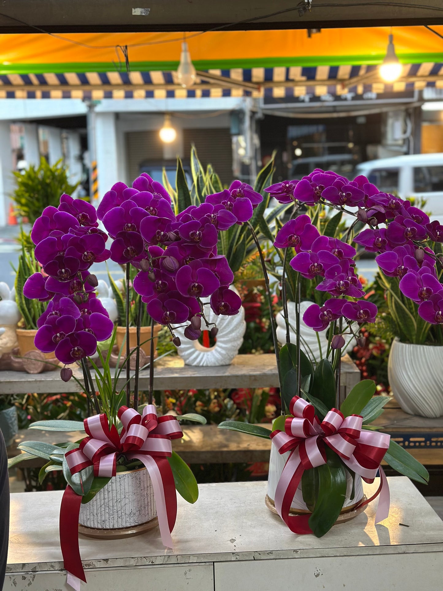 Orchid – 5 (Tabletop, Pink)
