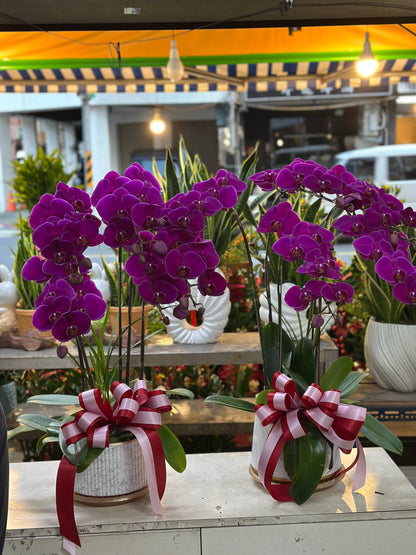 Orchid – 5 (Tabletop, Pink)
