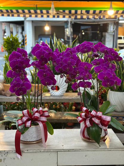 Orchid – 5 (Tabletop, Pink)