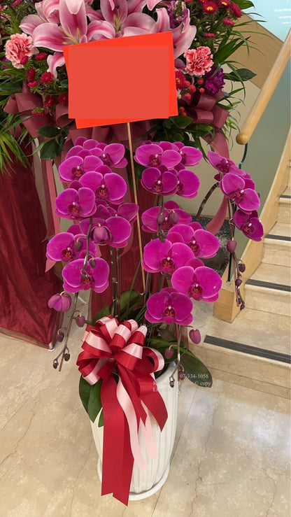 Orchid – 5 (Floor Standing, Pink)