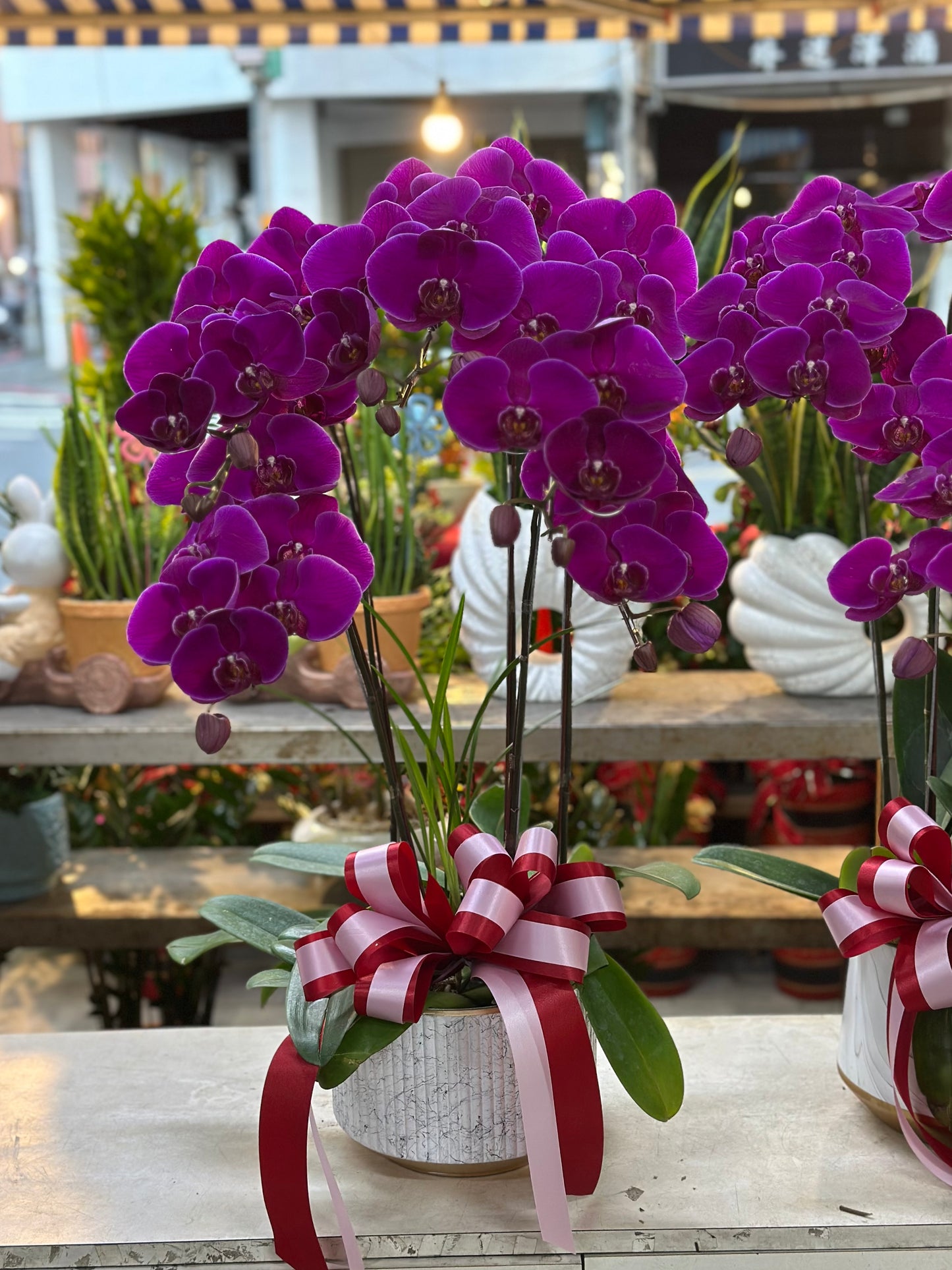 Orchid – 5 (Tabletop, Pink)
