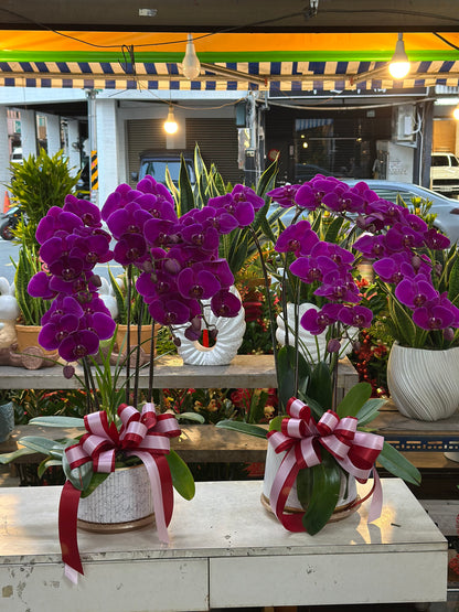 Orchid – 5 (Tabletop, Pink)