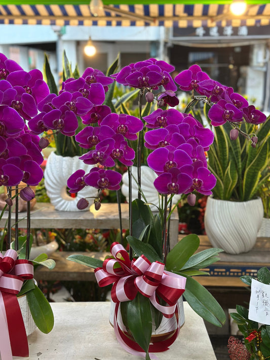 蘭花五株桌上型 - 桃紅色