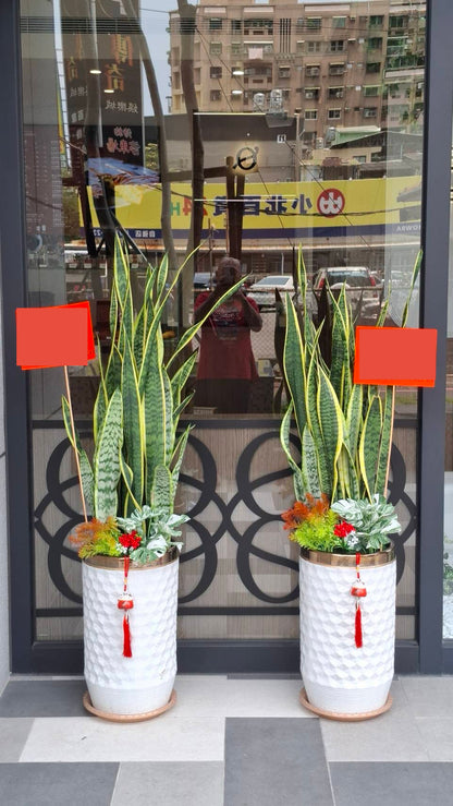 Snake Plant - Black Pot