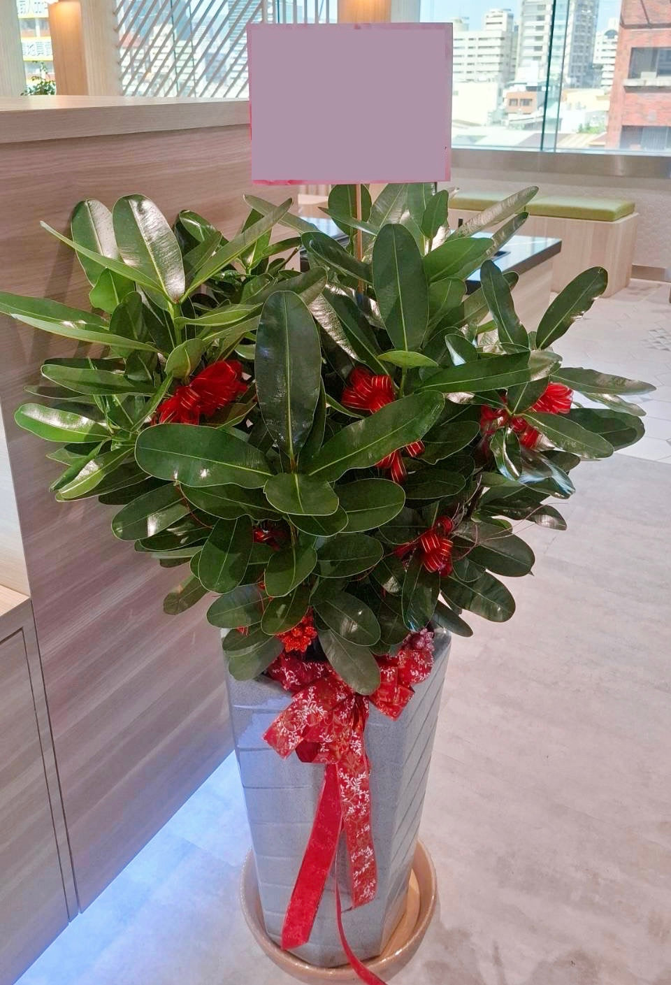 Calophyllum inophyllum