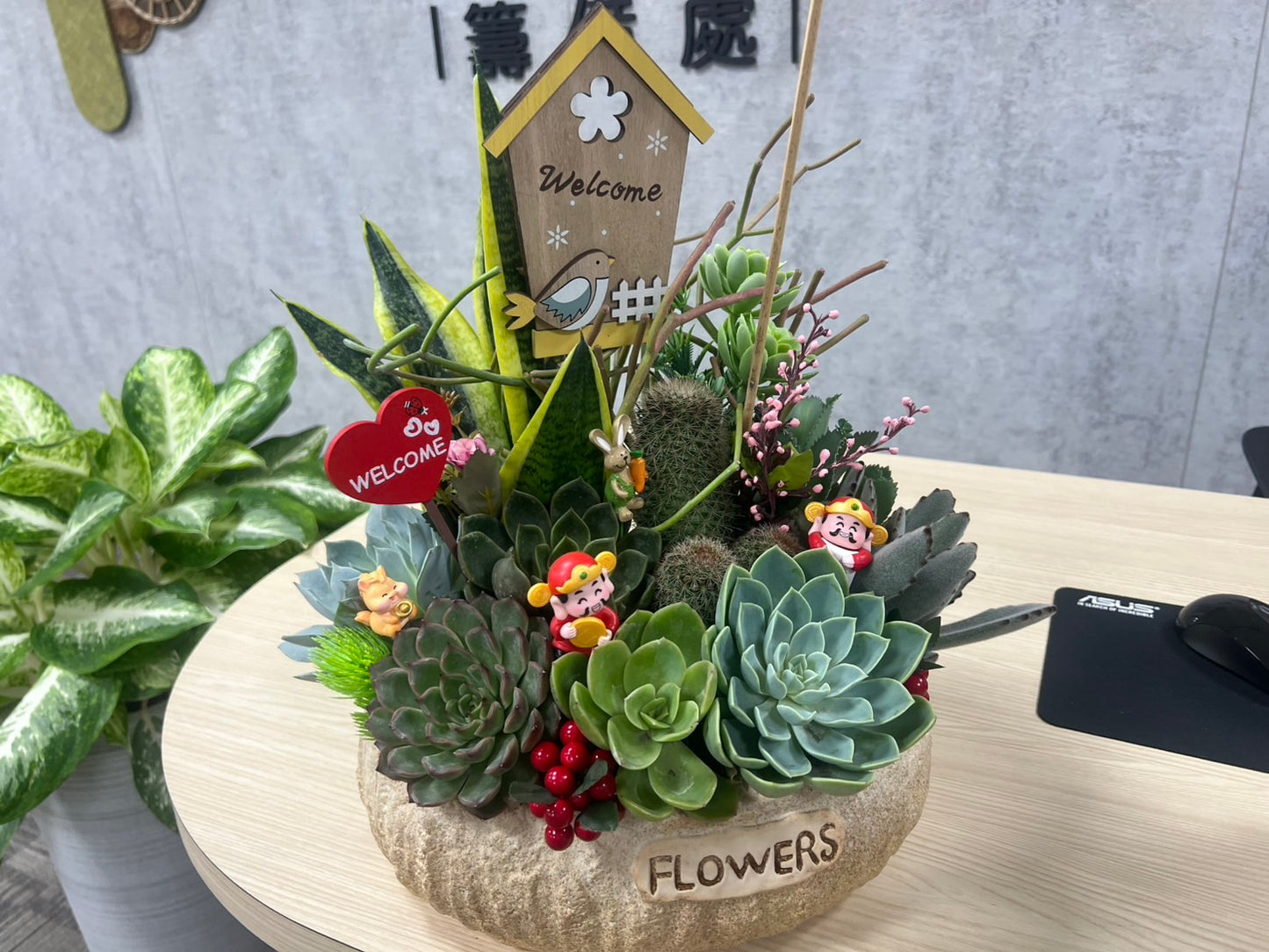 Tabletop succulent plant