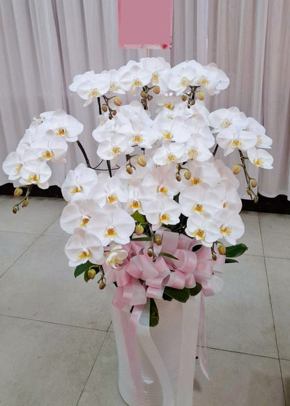 Orchid – 10 (Floor Standing,  White)