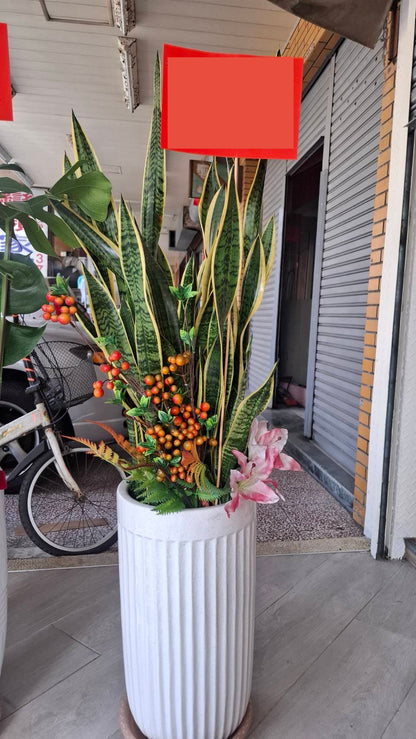 Snake Plant - Black Pot
